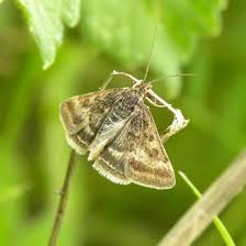 Attēlu rezultāti vaicājumam “Pyrausta cingulata”