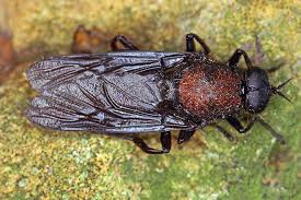 Attēlu rezultāti vaicājumam “Clitellaria ephippium”