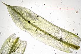 Attēlu rezultāti vaicājumam “Tortula subulata sporophyte”