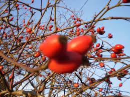 Attēlu rezultāti vaicājumam “Rosa majalis fruit”