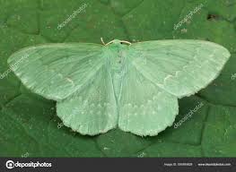 Attēlu rezultāti vaicājumam “Geometra papilionaria”