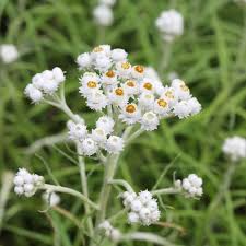 Attēlu rezultāti vaicājumam “Anaphalis margaritacea”