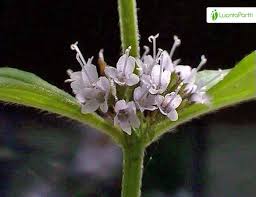 Attēlu rezultāti vaicājumam “Mentha x verticillata”