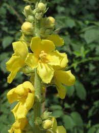 Image result for Verbascum densiflorum
