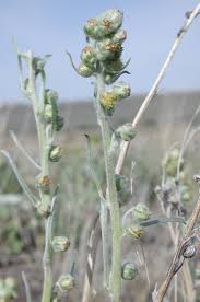 Attēlu rezultāti vaicājumam “Artemisia campestris bud”