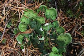 Attēlu rezultāti vaicājumam “Peltigera aphthosa”