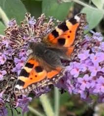 Image result for Small Tortoiseshell