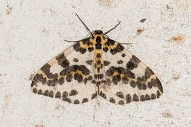 Attēlu rezultāti vaicājumam “Abraxas grossulariata imago”