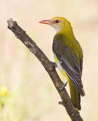 Attēlu rezultāti vaicājumam “Oriolus oriolus female”