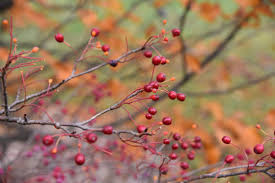 Attēlu rezultāti vaicājumam “Sorbus alnifolia fruit”