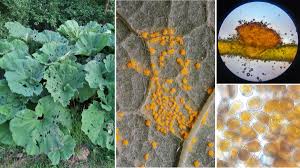 Attēlu rezultāti vaicājumam “Coleosporium sp.”