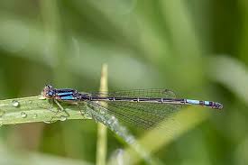 Attēlu rezultāti vaicājumam “Coenagrionidae”