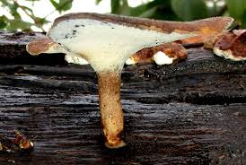 Attēlu rezultāti vaicājumam “Polyporus ciliatus”