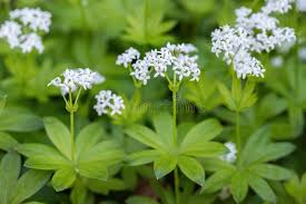 Attēlu rezultāti vaicājumam “Galium schultesii flower”
