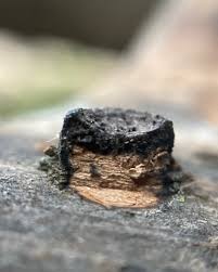 Attēlu rezultāti vaicājumam “Biscogniauxia marginata”