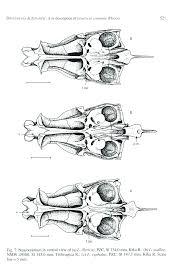 Image result for Squalius cephalus cavedanus