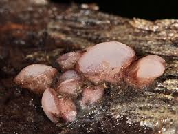 Attēlu rezultāti vaicājumam “Ombrophila violacea”