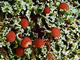 Attēlu rezultāti vaicājumam “Cladonia caespiticia”