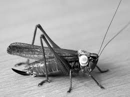 Attēlu rezultāti vaicājumam “Metrioptera roeselii”