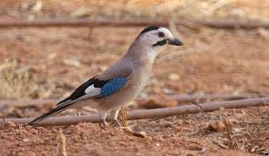 Attēlu rezultāti vaicājumam “Garrulus glandarius adult”