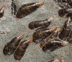 Attēlu rezultāti vaicājumam “Lepidosaphes ulmi imago”