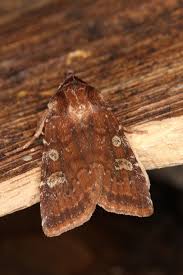 Attēlu rezultāti vaicājumam “Cerastis leucographa”