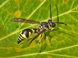 Attēlu rezultāti vaicājumam “Vespidae”