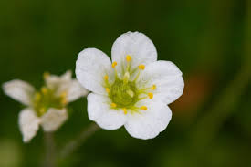Attēlu rezultāti vaicājumam “Saxifraga granulata”