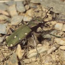 Attēlu rezultāti vaicājumam “Cicindela sylvatica”