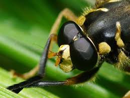 Attēlu rezultāti vaicājumam “Temnostoma vespiforme”