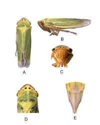 Attēlu rezultāti vaicājumam “Cicadella viridis female”