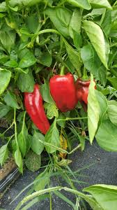 Afbeeldingsresultaat voor long red marconi sweet pepper