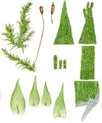 Attēlu rezultāti vaicājumam “Plagiothecium latebricola”