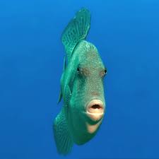 Image result for Balistes capriscus