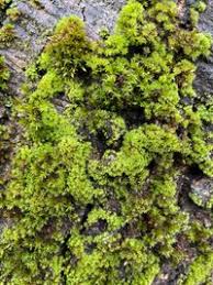 Attēlu rezultāti vaicājumam “Orthotrichum, Nyholmiella”