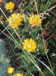 Attēlu rezultāti vaicājumam “Inula salicina flower”