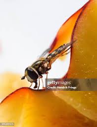 Attēlu rezultāti vaicājumam “Eupeodes corollae”