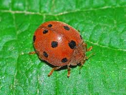 Attēlu rezultāti vaicājumam “Coccinellidae”