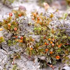 Attēlu rezultāti vaicājumam “Tortula truncata”