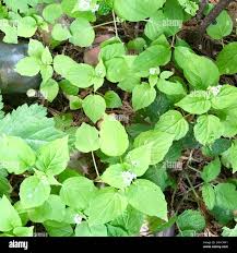 Attēlu rezultāti vaicājumam “Circaea alpina leaf”