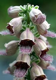 Image result for Digitalis ferruginea