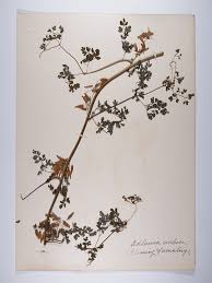 Image result for Adlumia cirrhosa