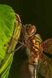 Attēlu rezultāti vaicājumam “Cordulia aenea”