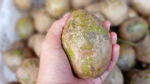 Attēlu rezultāti vaicājumam “Juncus capitatus fruit”