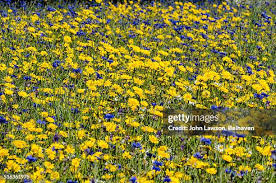 Image result for Chrysanthemum segetum