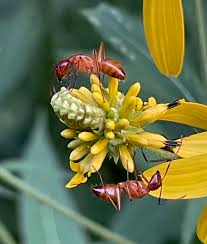 Attēlu rezultāti vaicājumam “Thiodia citrana”