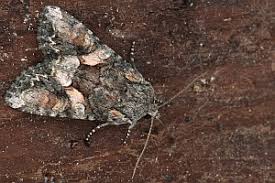 Attēlu rezultāti vaicājumam “Lacanobia contigua”