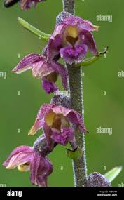 Attēlu rezultāti vaicājumam “Epipactis atrorubens bud”