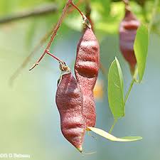 Attēlu rezultāti vaicājumam “Robinia pseudoacacia fruit”