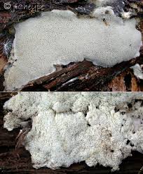 Attēlu rezultāti vaicājumam “Cinereomyces lindbladii”